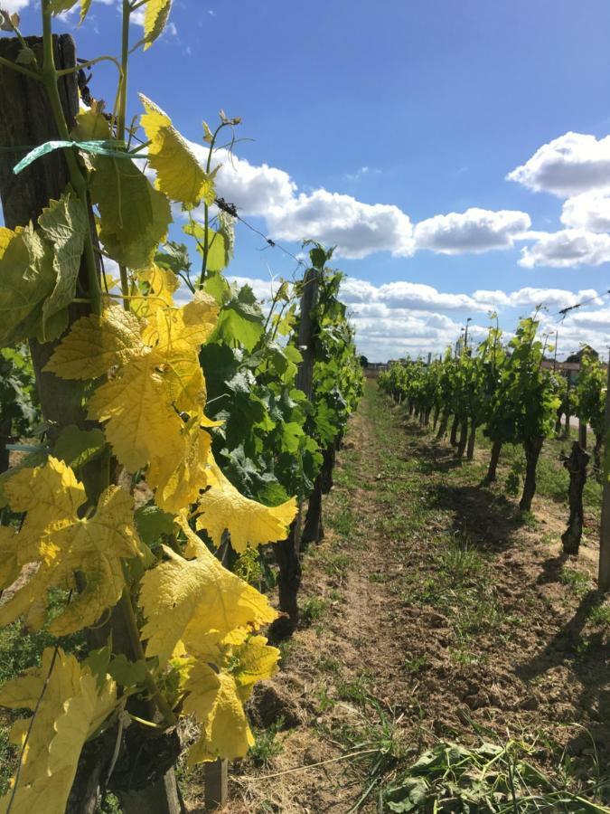 Mirande Montagne-Saint Emilion Διαμέρισμα Montagne  Εξωτερικό φωτογραφία